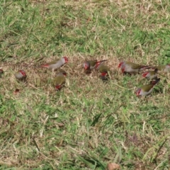 Neochmia temporalis (Red-browed Finch) at Jerrabomberra Wetlands - 26 Apr 2024 by RodDeb