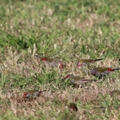 Neochmia temporalis at Jerrabomberra Wetlands - 26 Apr 2024