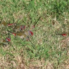 Neochmia temporalis at Jerrabomberra Wetlands - 26 Apr 2024