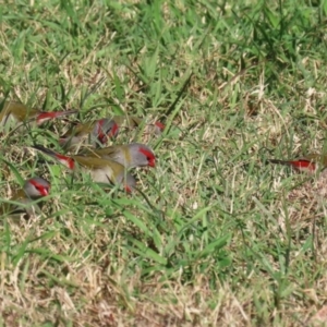 Neochmia temporalis at Jerrabomberra Wetlands - 26 Apr 2024