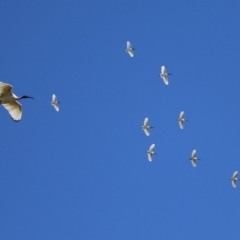 Threskiornis molucca (Australian White Ibis) at Jerrabomberra Wetlands - 26 Apr 2024 by RodDeb