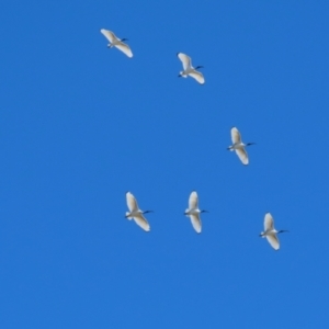 Threskiornis molucca at Jerrabomberra Wetlands - 26 Apr 2024 11:29 AM