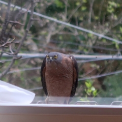 Tachyspiza cirrocephala (Collared Sparrowhawk) at West Launceston, TAS - 24 Sep 2021 by cowirrie