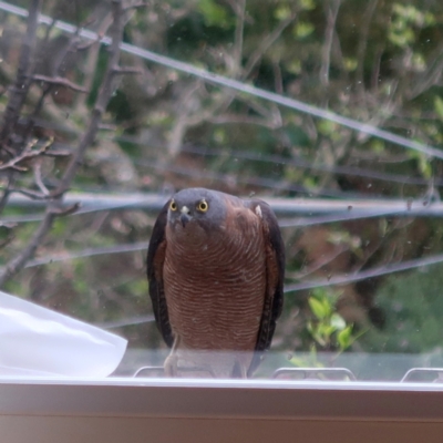 Tachyspiza cirrocephala (Collared Sparrowhawk) at West Launceston, TAS - 24 Sep 2021 by cowirrie