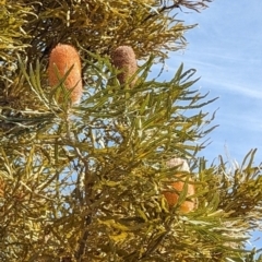 Banksia (genus) at Yealering, WA - 26 Apr 2024 by LadyoftheLake