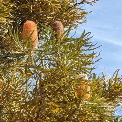 Banksia (genus) at Yealering, WA - 26 Apr 2024 by LadyoftheLake