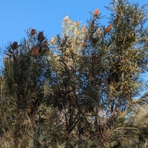 Banksia sp. at Yealering, WA - 26 Apr 2024