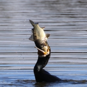 Cyprinus carpio at Jerrabomberra Wetlands - 26 Apr 2024