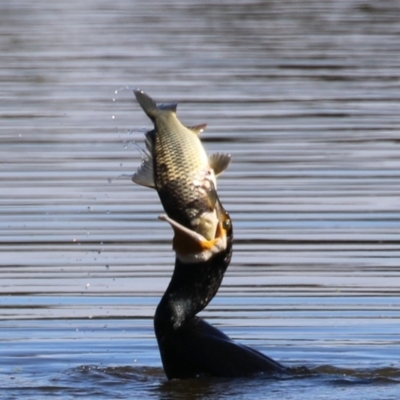 Cyprinus carpio (Common Carp) at Fyshwick, ACT - 26 Apr 2024 by RodDeb