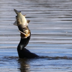 Phalacrocorax carbo (Great Cormorant) at Jerrabomberra Wetlands - 26 Apr 2024 by RodDeb