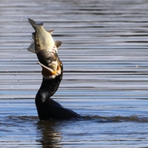 Phalacrocorax carbo at Jerrabomberra Wetlands - 26 Apr 2024