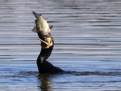 Phalacrocorax carbo (Great Cormorant) at Jerrabomberra Wetlands - 26 Apr 2024 by RodDeb