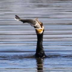 Phalacrocorax carbo at Jerrabomberra Wetlands - 26 Apr 2024