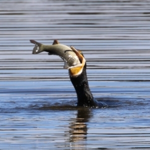 Phalacrocorax carbo at Jerrabomberra Wetlands - 26 Apr 2024