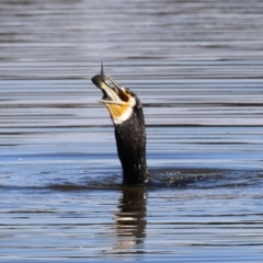 Phalacrocorax carbo at Jerrabomberra Wetlands - 26 Apr 2024