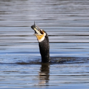 Phalacrocorax carbo at Jerrabomberra Wetlands - 26 Apr 2024