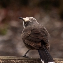 Pomatostomus temporalis temporalis (Grey-crowned Babbler) at Reedy Lake, VIC - 21 Aug 2022 by Petesteamer