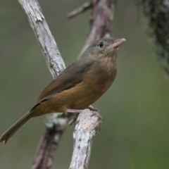 Colluricincla rufogaster (Rufous Shrikethrush) at Wallum - 22 Mar 2024 by macmad