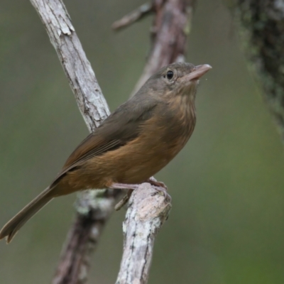 Colluricincla rufogaster (Rufous Shrikethrush) at Wallum - 21 Mar 2024 by macmad