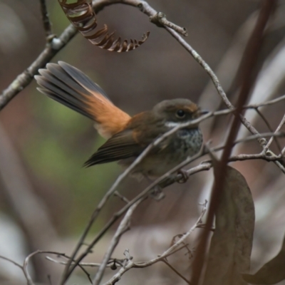 Rhipidura rufifrons (Rufous Fantail) at Wallum - 21 Mar 2024 by macmad