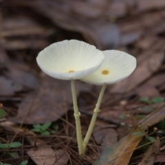 Unidentified Fungus at Brunswick Heads, NSW - 21 Mar 2024 by macmad