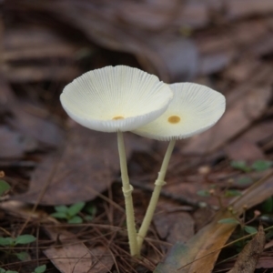 Lepiota s.l. at Wallum - 22 Mar 2024 09:37 AM