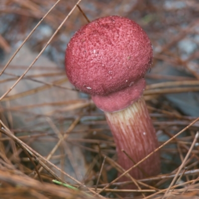 Boletellus sp. (Boletellus) at Wallum - 22 Mar 2024 by macmad