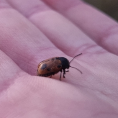 Cadmus (Cadmus) litigiosus (Leaf beetle) at QPRC LGA - 26 Apr 2024 by clarehoneydove