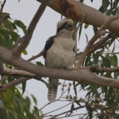 Dacelo novaeguineae (Laughing Kookaburra) at Wallum - 21 Mar 2024 by macmad