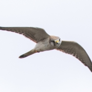 Falco cenchroides at Carrathool, NSW - 18 Aug 2022