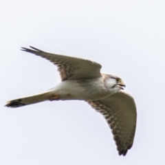 Falco cenchroides at Carrathool, NSW - 18 Aug 2022 11:21 AM