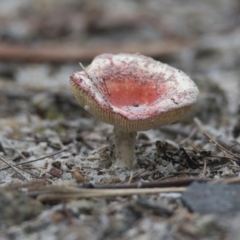 Russula sp. (Russula) at Wallum - 22 Mar 2024 by macmad