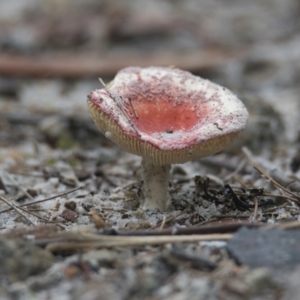 Russula sp. (genus) at Wallum - 22 Mar 2024 03:44 PM