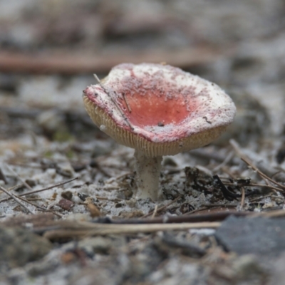 Russula sp. (Russula) at Wallum - 22 Mar 2024 by macmad