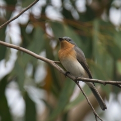 Myiagra rubecula (Leaden Flycatcher) at Brunswick Heads, NSW - 22 Mar 2024 by macmad