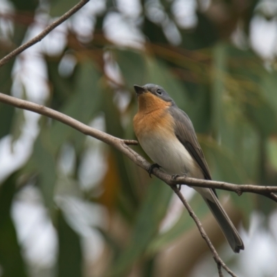 Myiagra rubecula (Leaden Flycatcher) at Wallum - 22 Mar 2024 by macmad