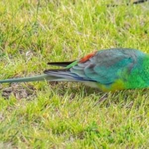 Psephotus haematonotus at Hay South, NSW - 17 Aug 2022 05:30 PM