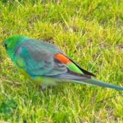 Psephotus haematonotus at Hay South, NSW - 17 Aug 2022 05:30 PM