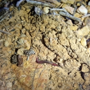 Scolopendra sp. (genus) at QPRC LGA - suppressed