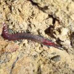 Scolopendra sp. (genus) at QPRC LGA - 26 Apr 2024