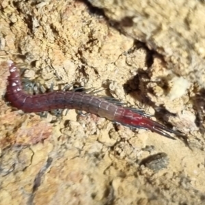 Scolopendra sp. (genus) at QPRC LGA - 26 Apr 2024