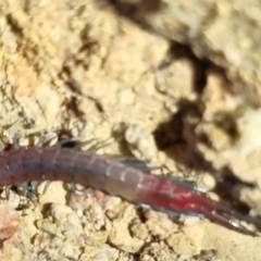 Scolopendra sp. (genus) at QPRC LGA - suppressed