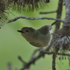 Sericornis magnirostra (Large-billed Scrubwren) at Wallum - 23 Mar 2024 by macmad