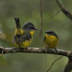 Eopsaltria australis (Eastern Yellow Robin) at Brunswick Heads, NSW - 22 Mar 2024 by macmad