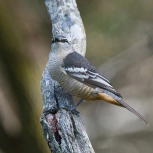 Lalage leucomela at Wallum - 23 Mar 2024 09:47 AM