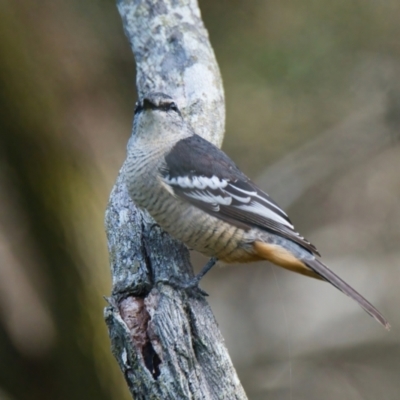 Lalage leucomela (Varied Triller) at Brunswick Heads, NSW - 22 Mar 2024 by macmad