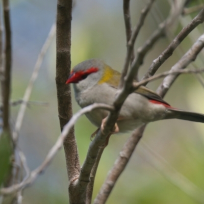 Neochmia temporalis (Red-browed Finch) at Wallum - 23 Mar 2024 by macmad