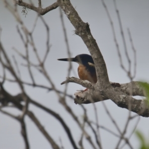 Ceyx azureus at Wallum - 23 Mar 2024 01:44 PM