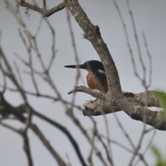 Ceyx azureus (Azure Kingfisher) at Brunswick Heads, NSW - 23 Mar 2024 by macmad