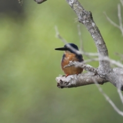 Ceyx azureus at Wallum - 23 Mar 2024